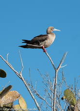 Galapagos-Tiere45.jpg